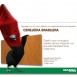 Cerejeira Brasilera. Nuevo diseño de enchapados melamínicos Cerejeira Brasilera. Nuevo diseño de enchapados melamínicos